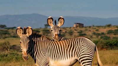 3-Day Tanzania Highlights Safari: Tarangire, Ngorongoro Crater & Lake Manyara - Image - 12006